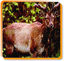 Hangul Stag, Dachigam National Park